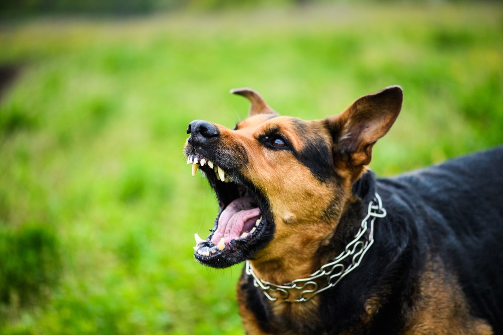 Dog snarling with teeth exposed in a defensive posture, demonstrating a form of dog growling often mistaken for aggression.
