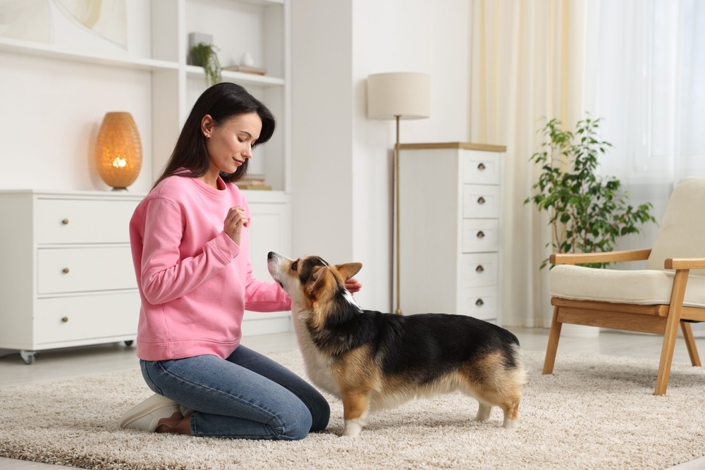 Owner guiding a puppy through a calm obedience training exercise at home, showing early stages of puppy training.