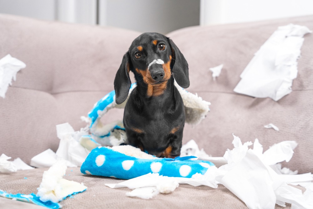 Puppy sitting on couch surrounded by torn tissue, demonstrating destructive chewing as a common puppy behaviour problem.