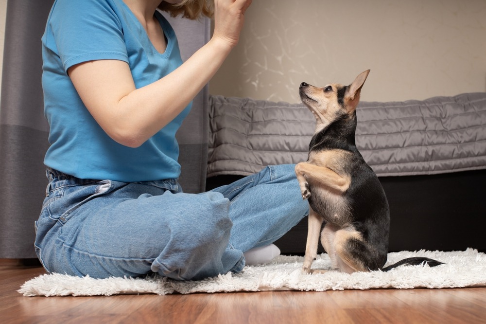 Puppy sitting and lifting paw while following the owner’s command during early obedience training for puppies