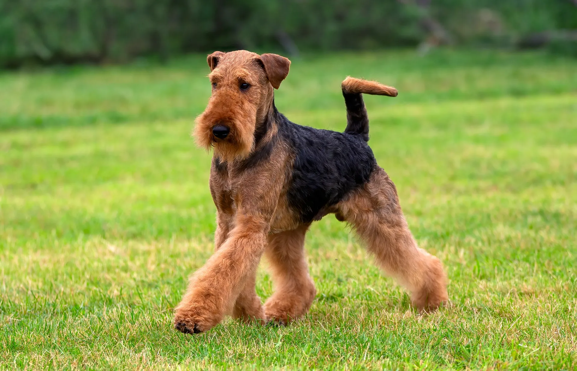 Airedale Terrier