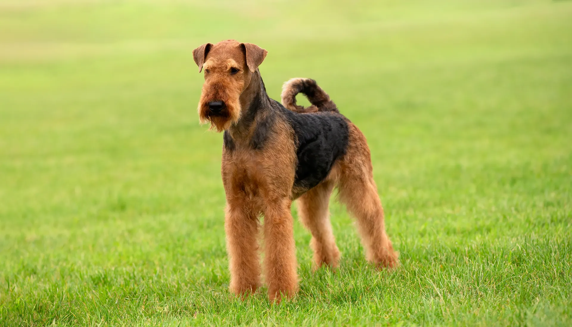 Breed image 1