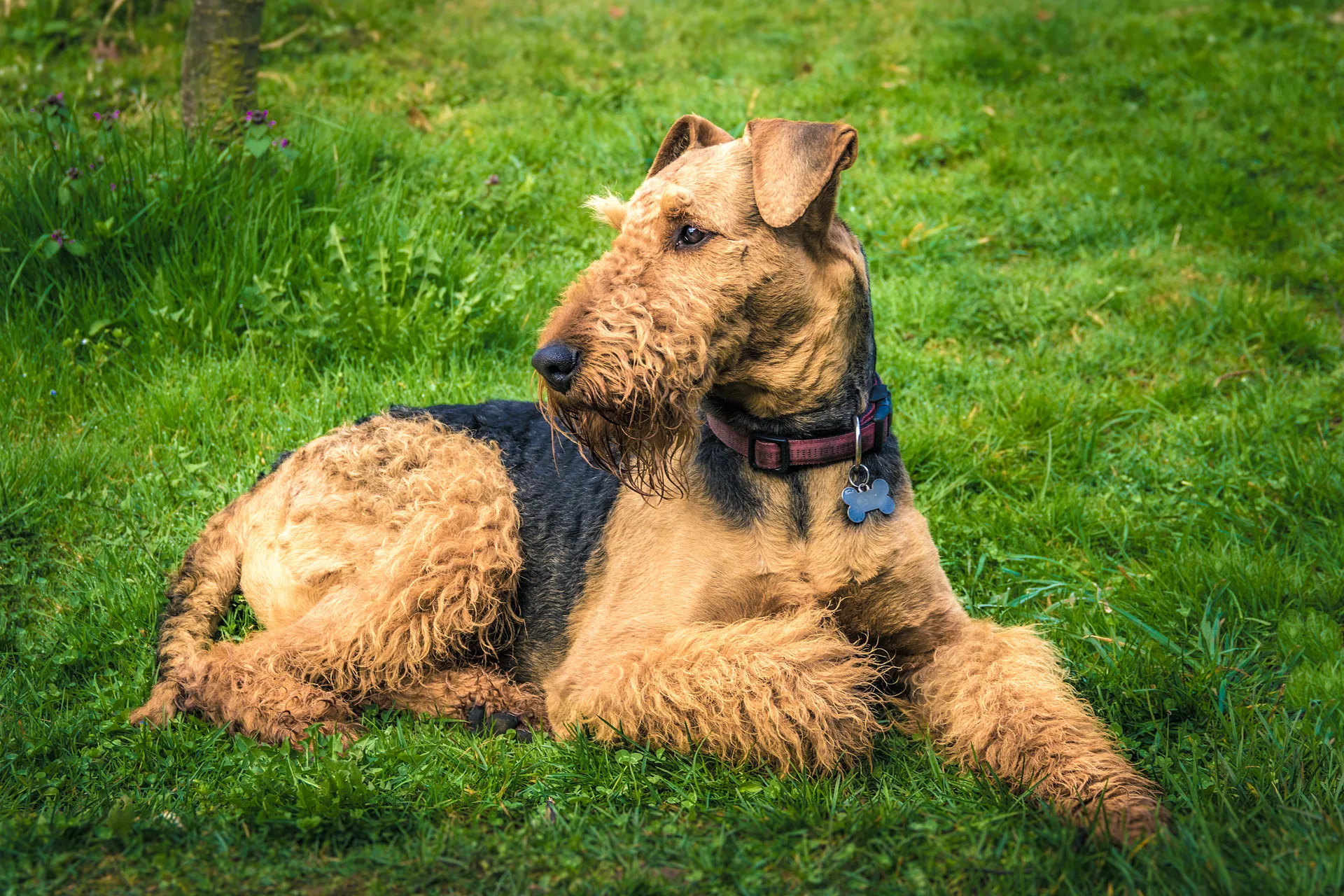Breed image 2