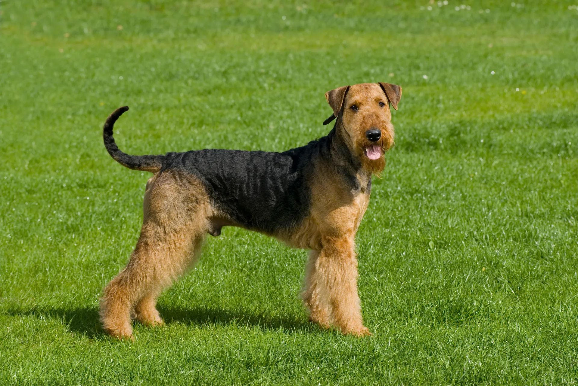 Breed image 3