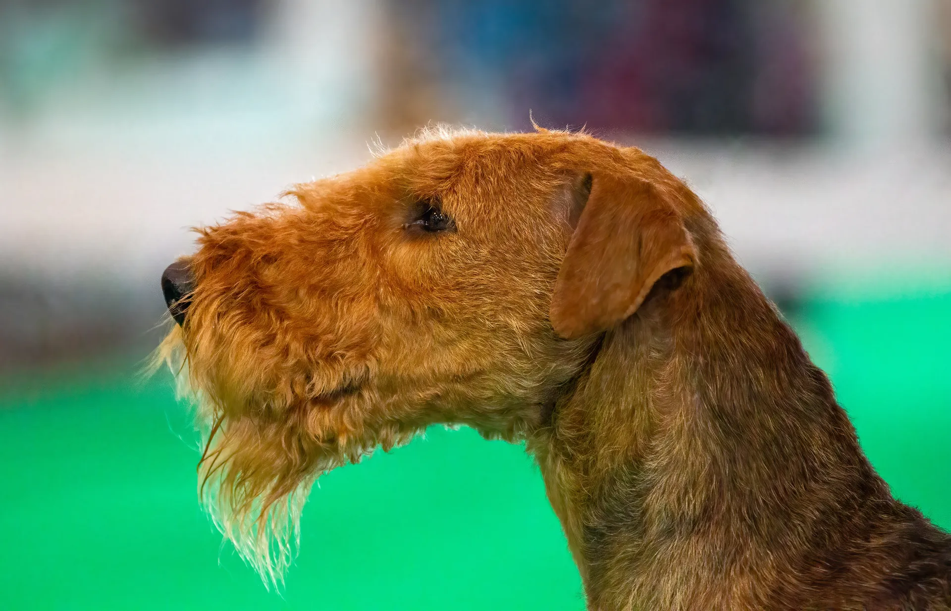 Breed image 4