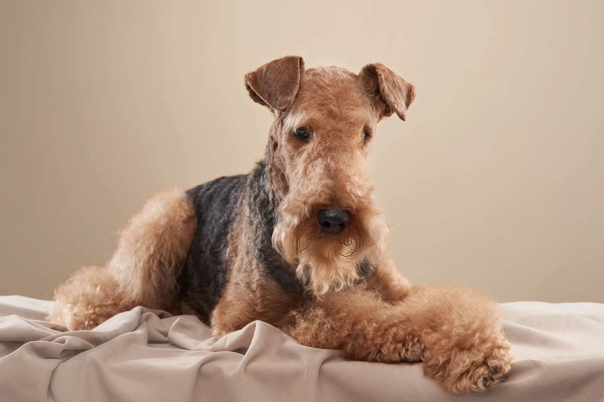 Breed image 6