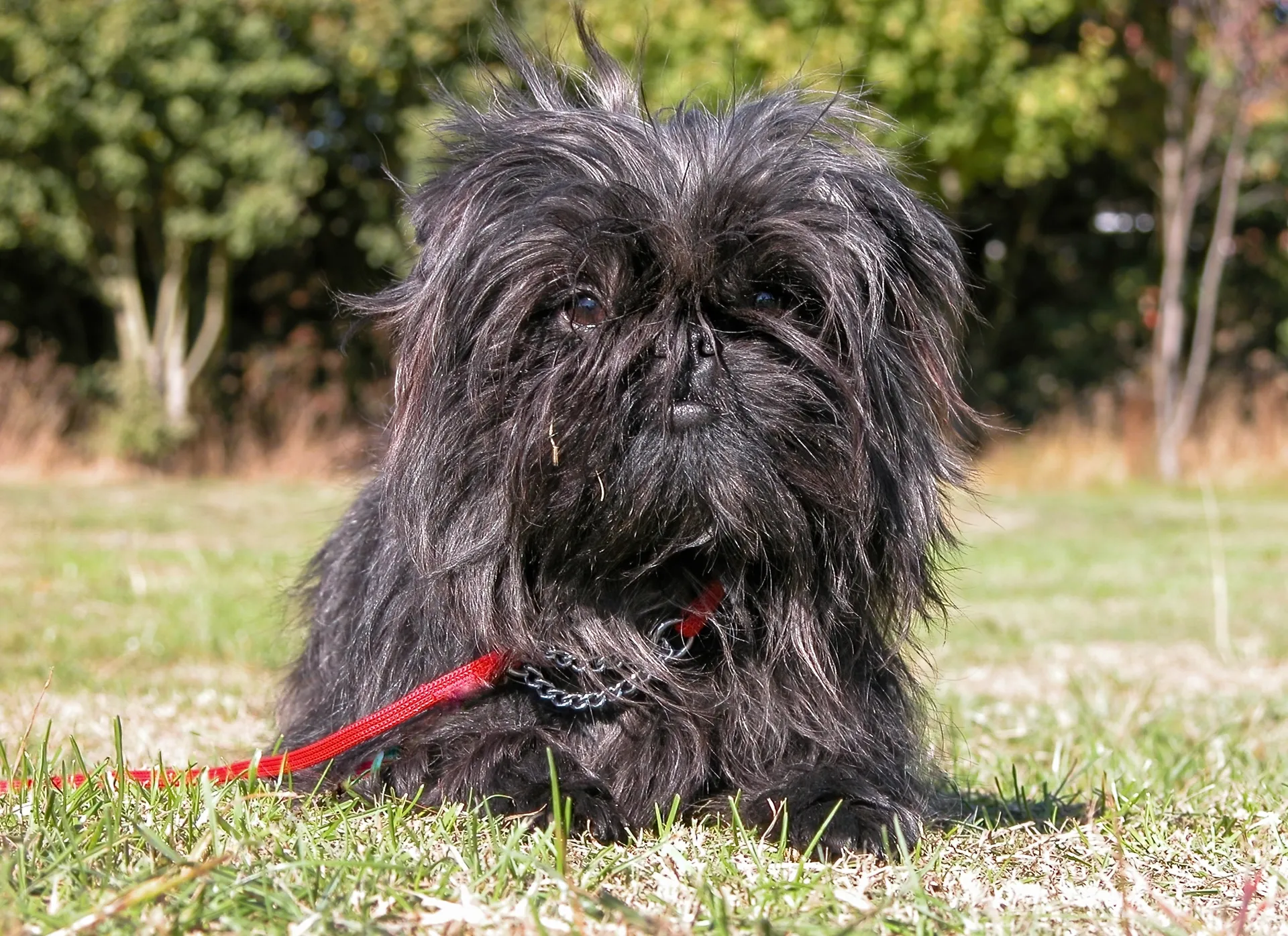 Breed image 1