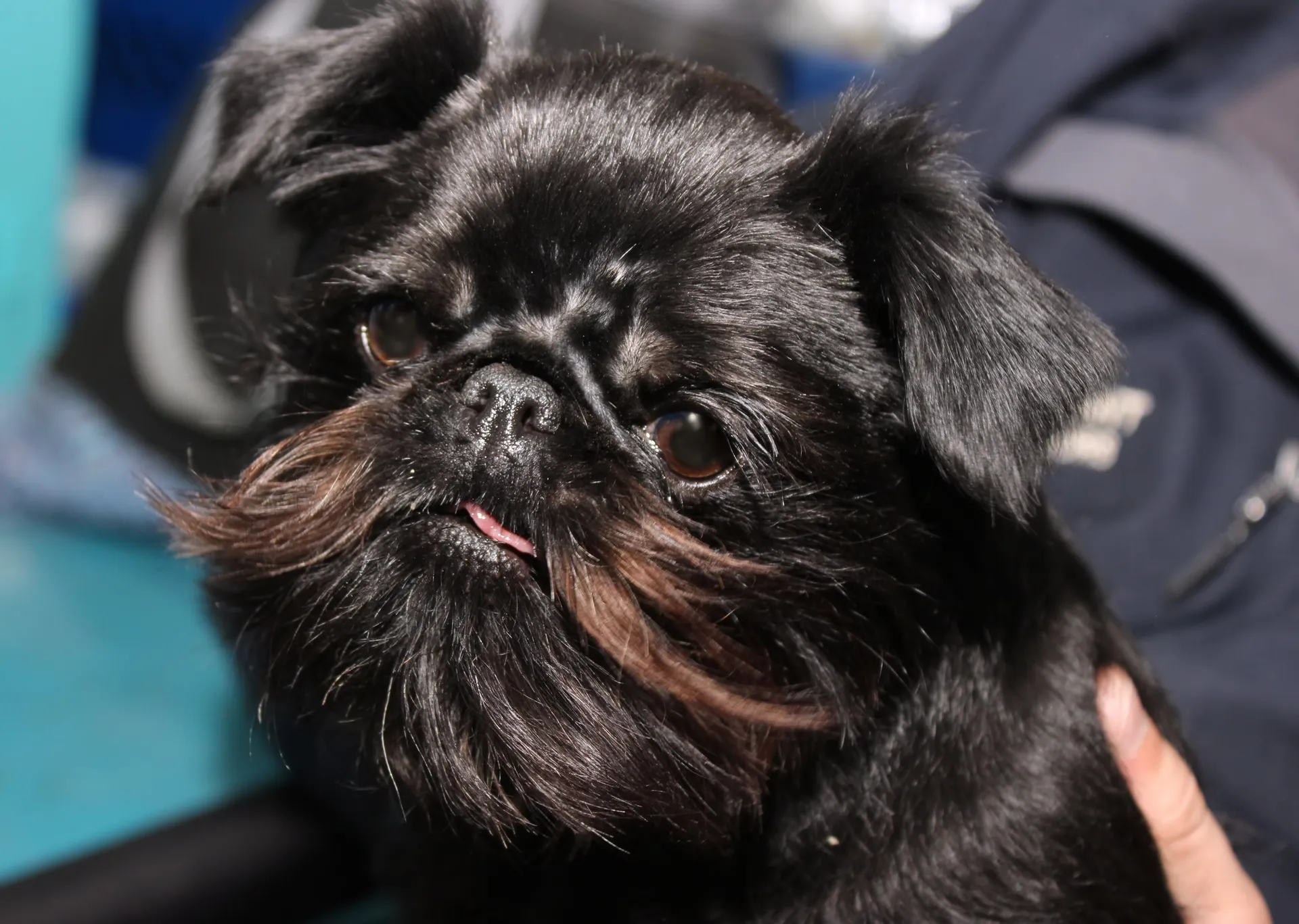 Breed image 2