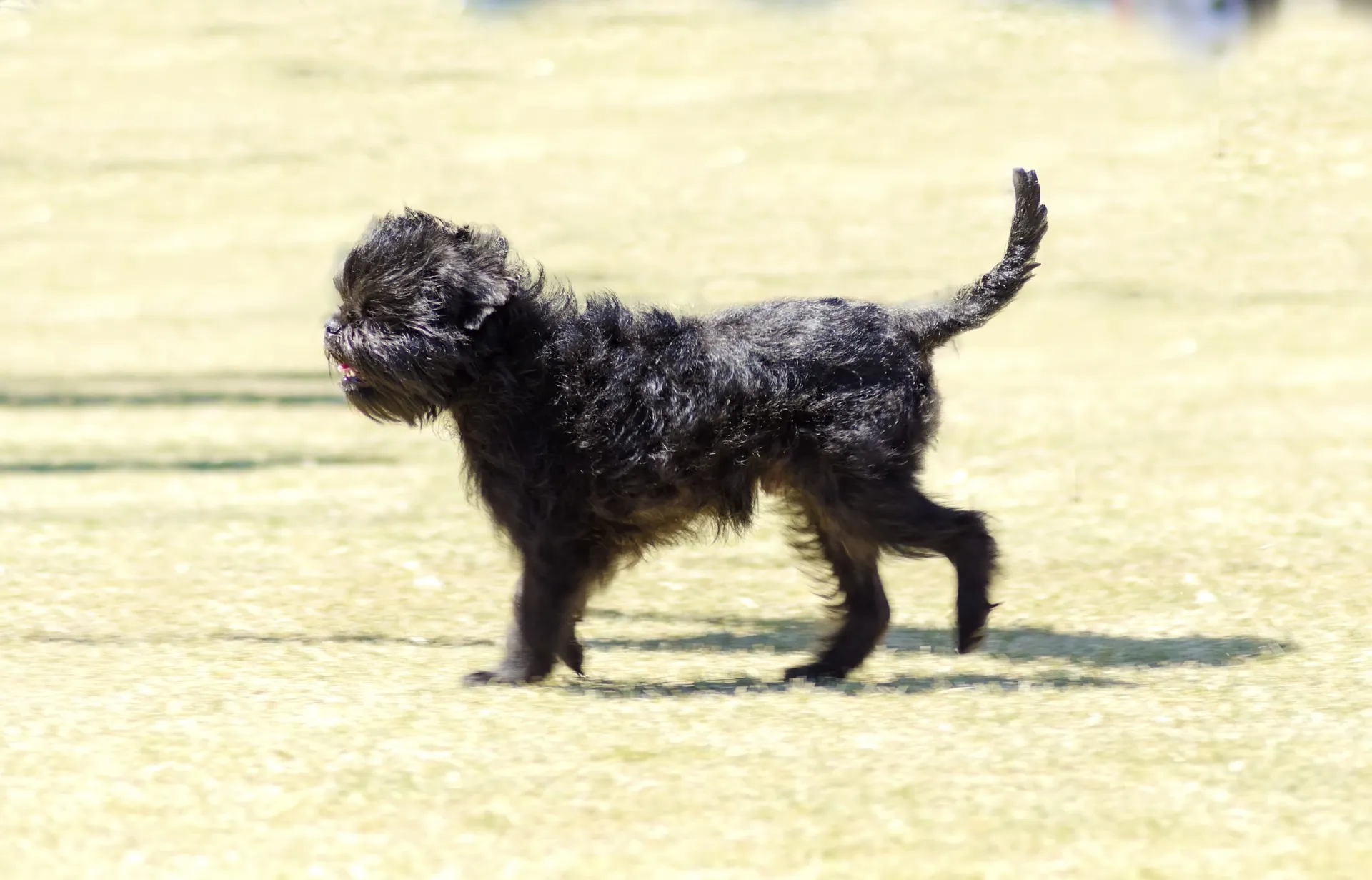 Breed image 3