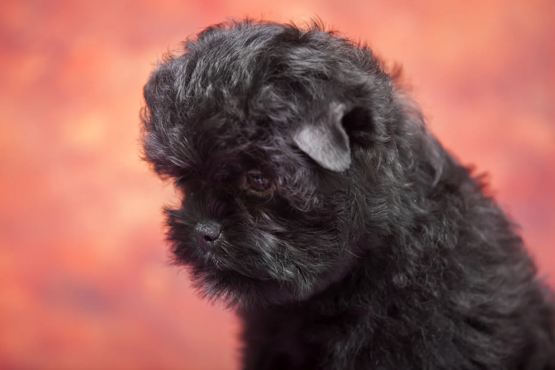 Breed image 4