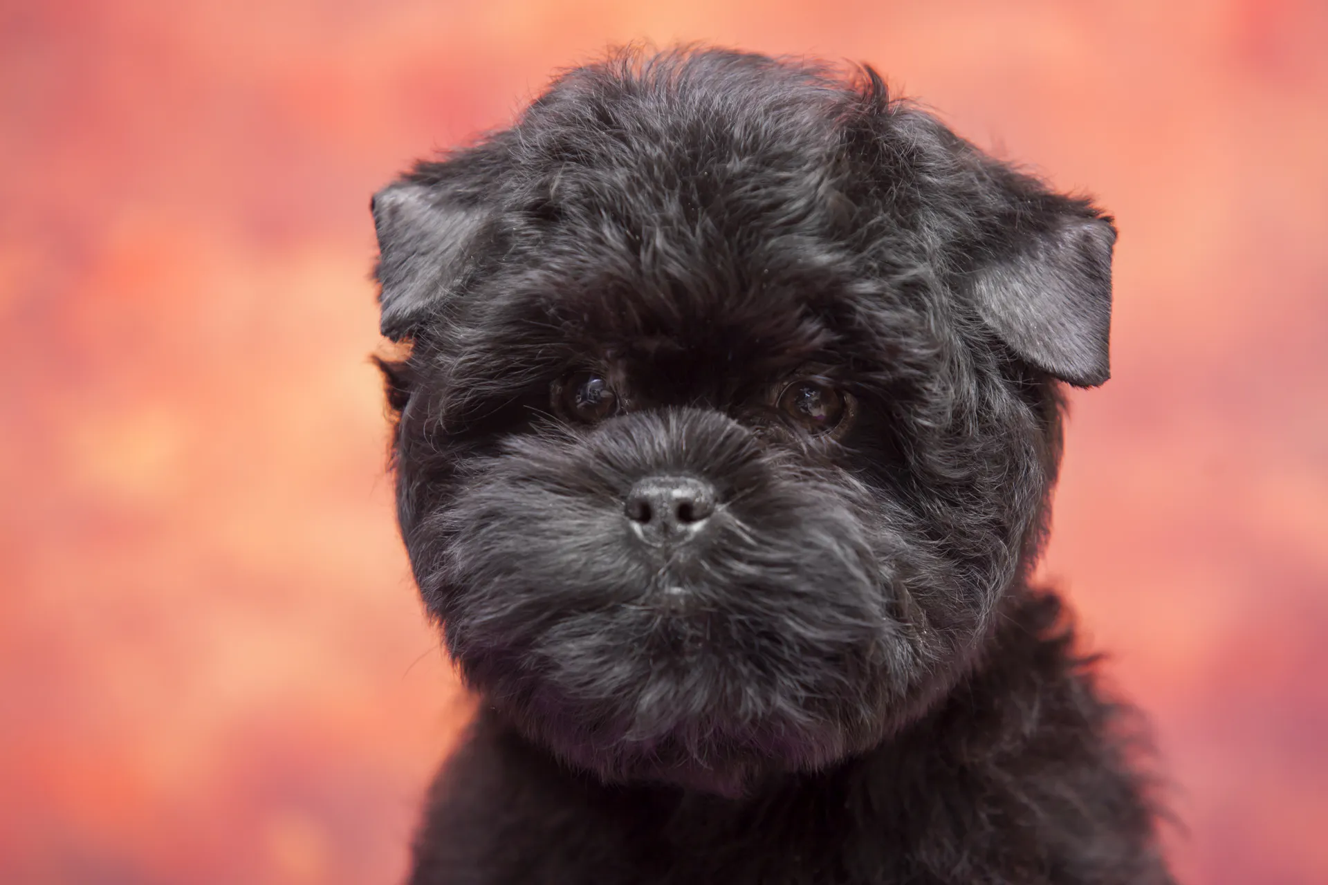 Breed image 5