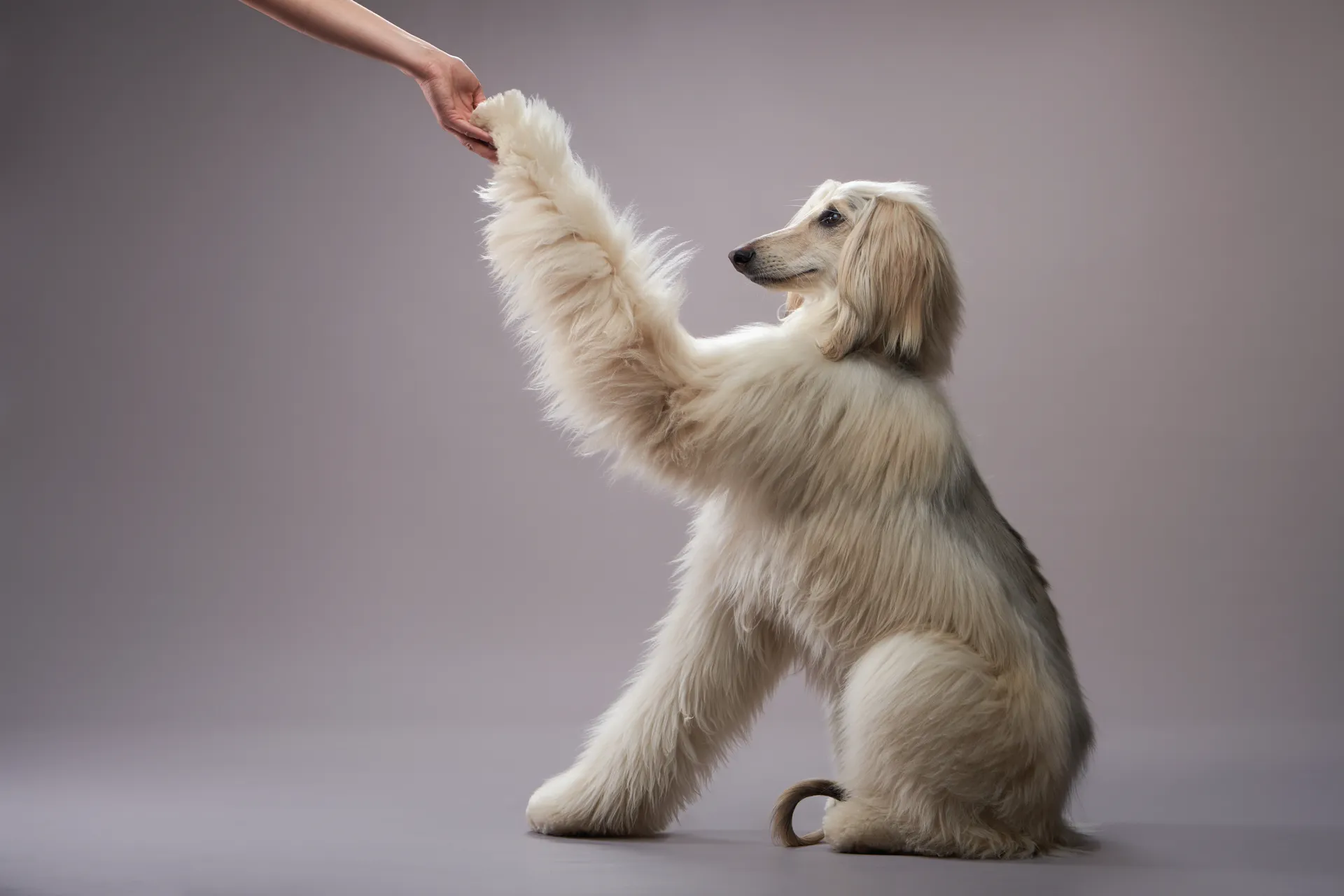 Breed image 3