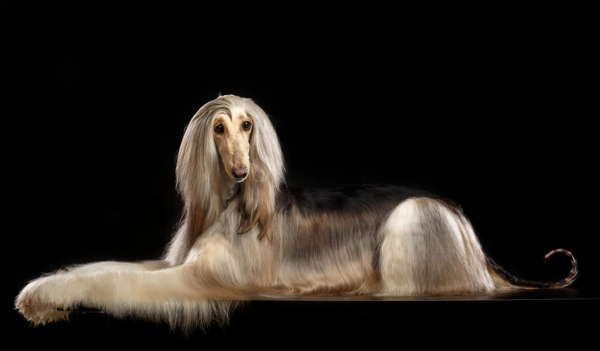 Breed image 5