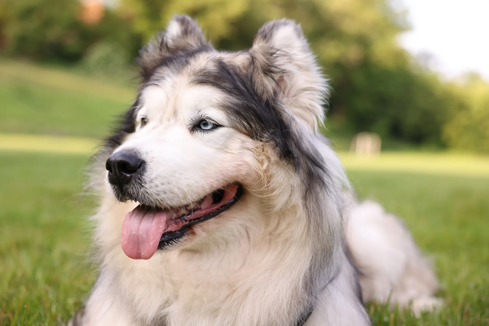 Alaskan Malamute