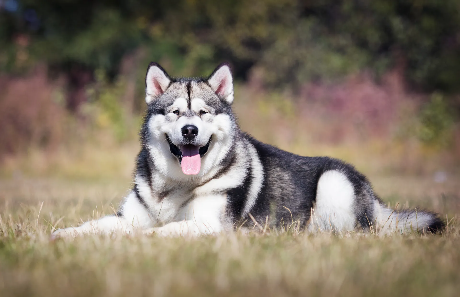 Breed image 2