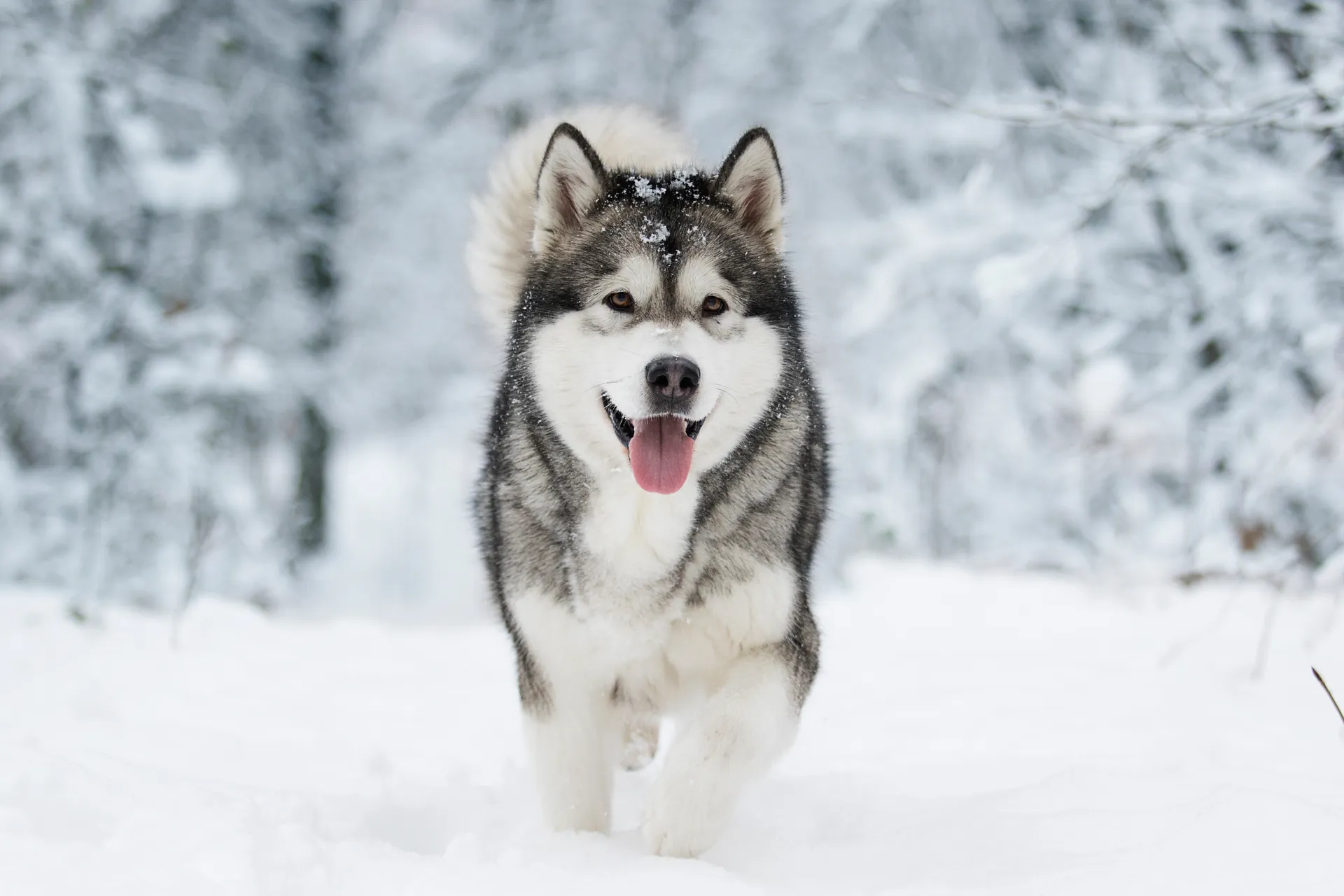 Breed image 3
