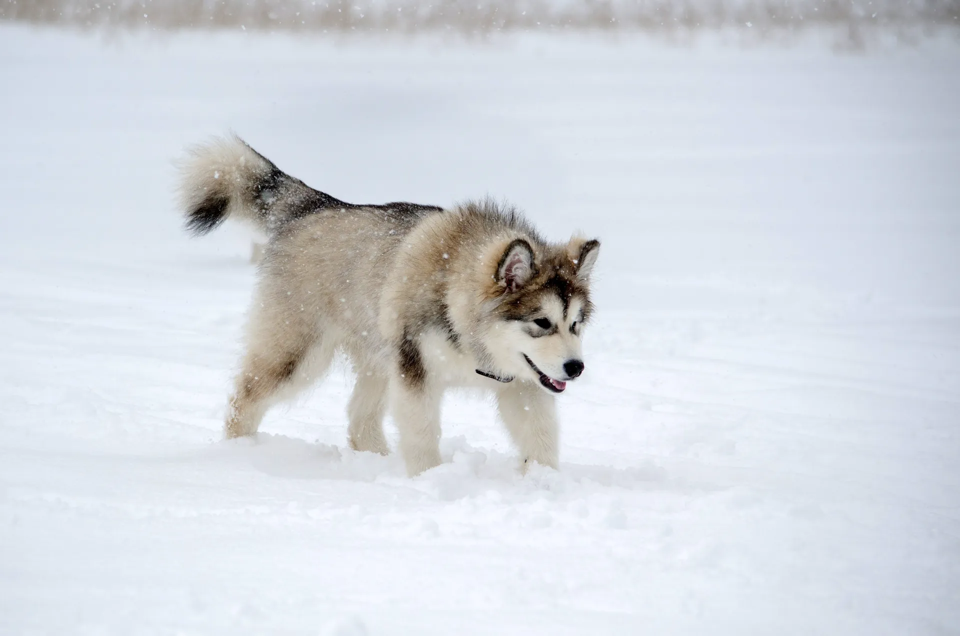 Breed image 4