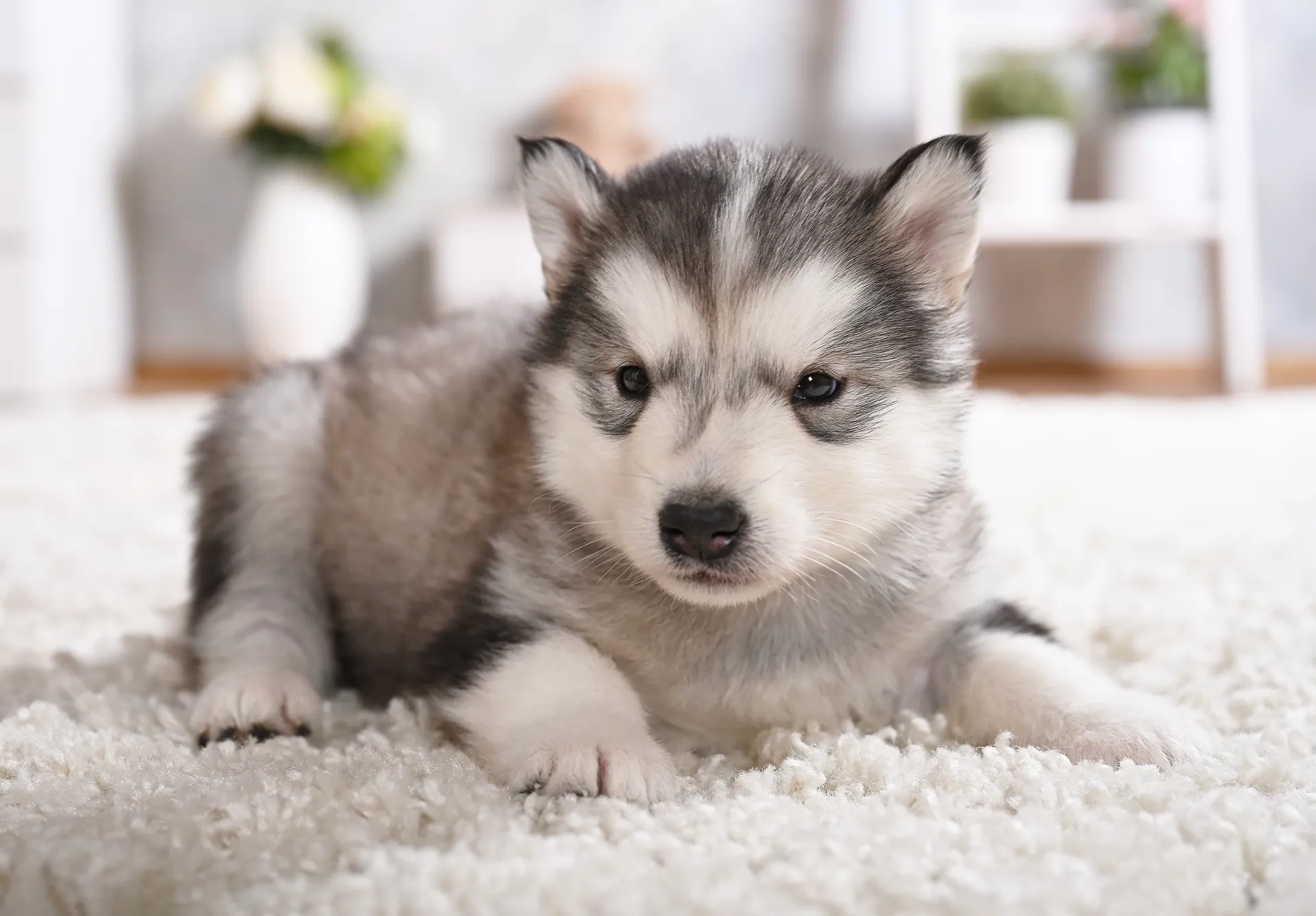 Breed image 5