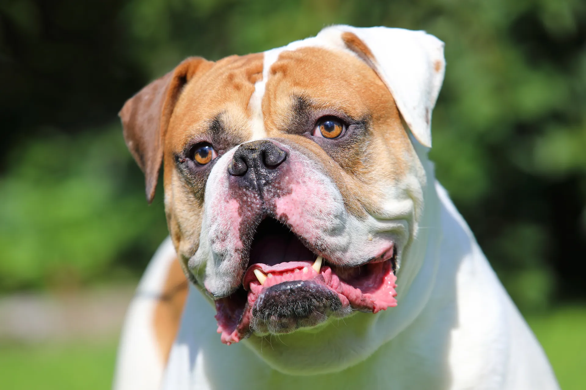 American Bulldog