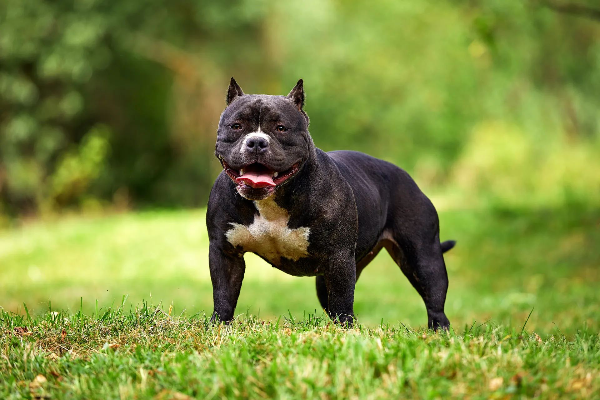 Breed image 1