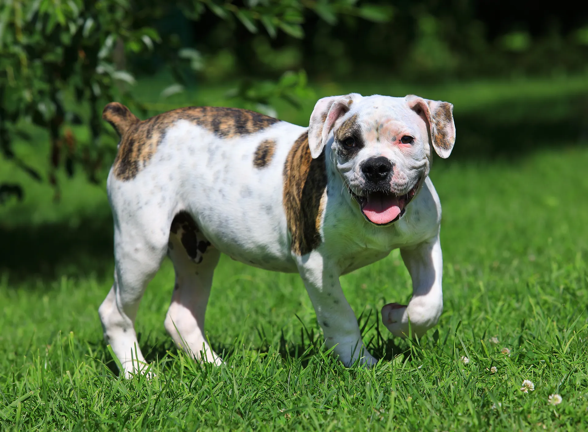 Breed image 2