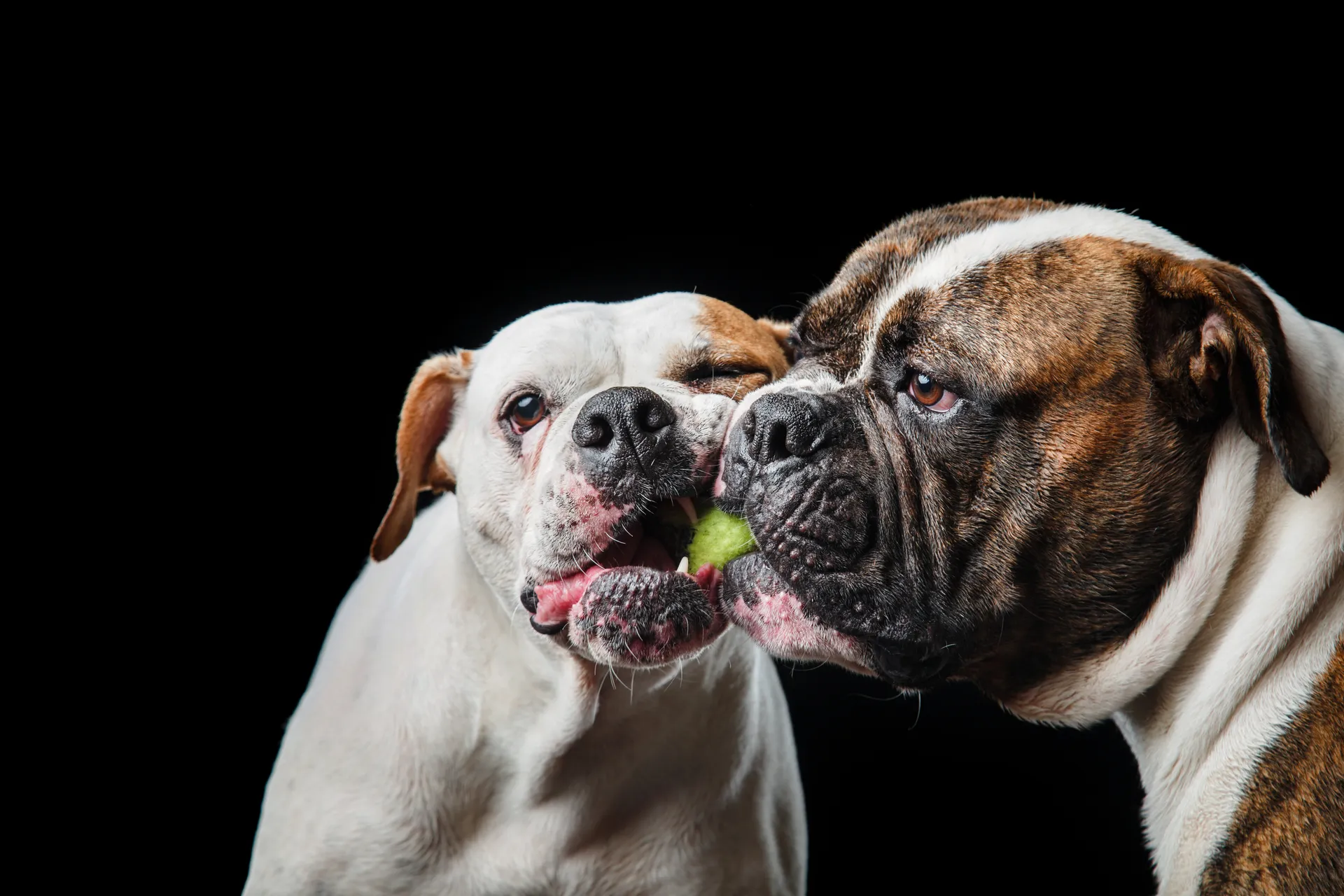 Breed image 3