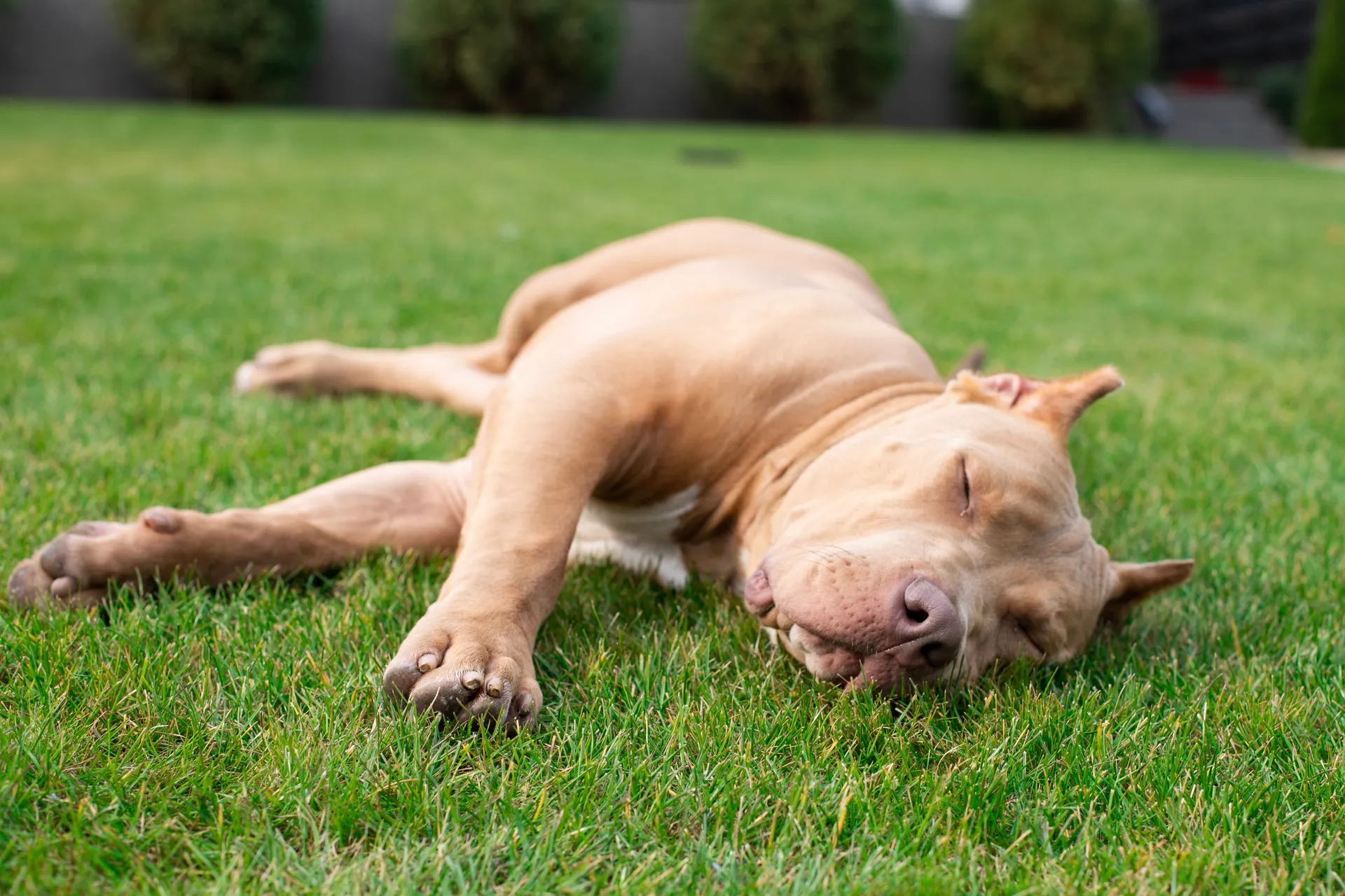 Breed image 4