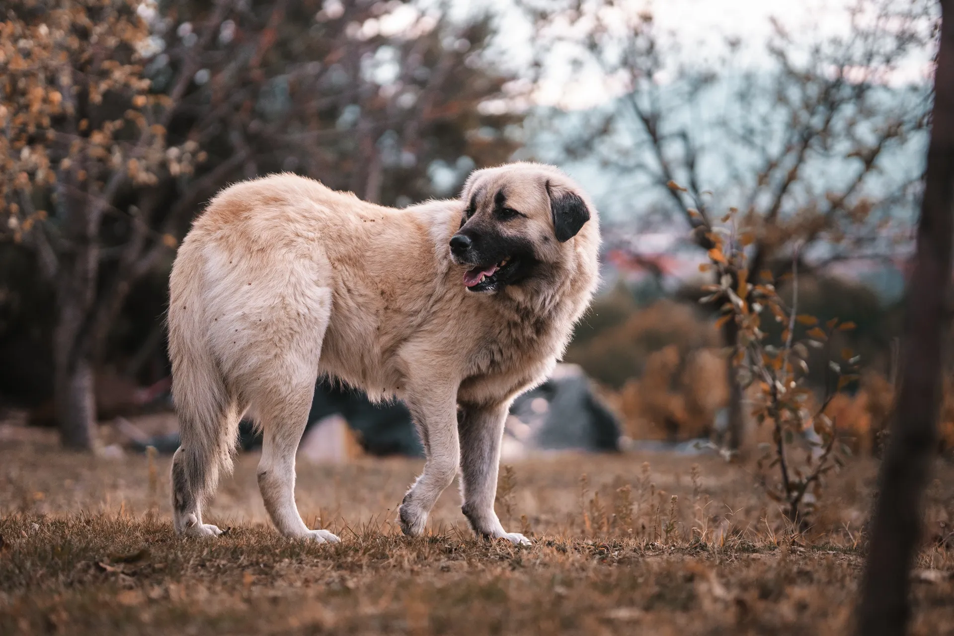 Anatolian Shepherd Dog