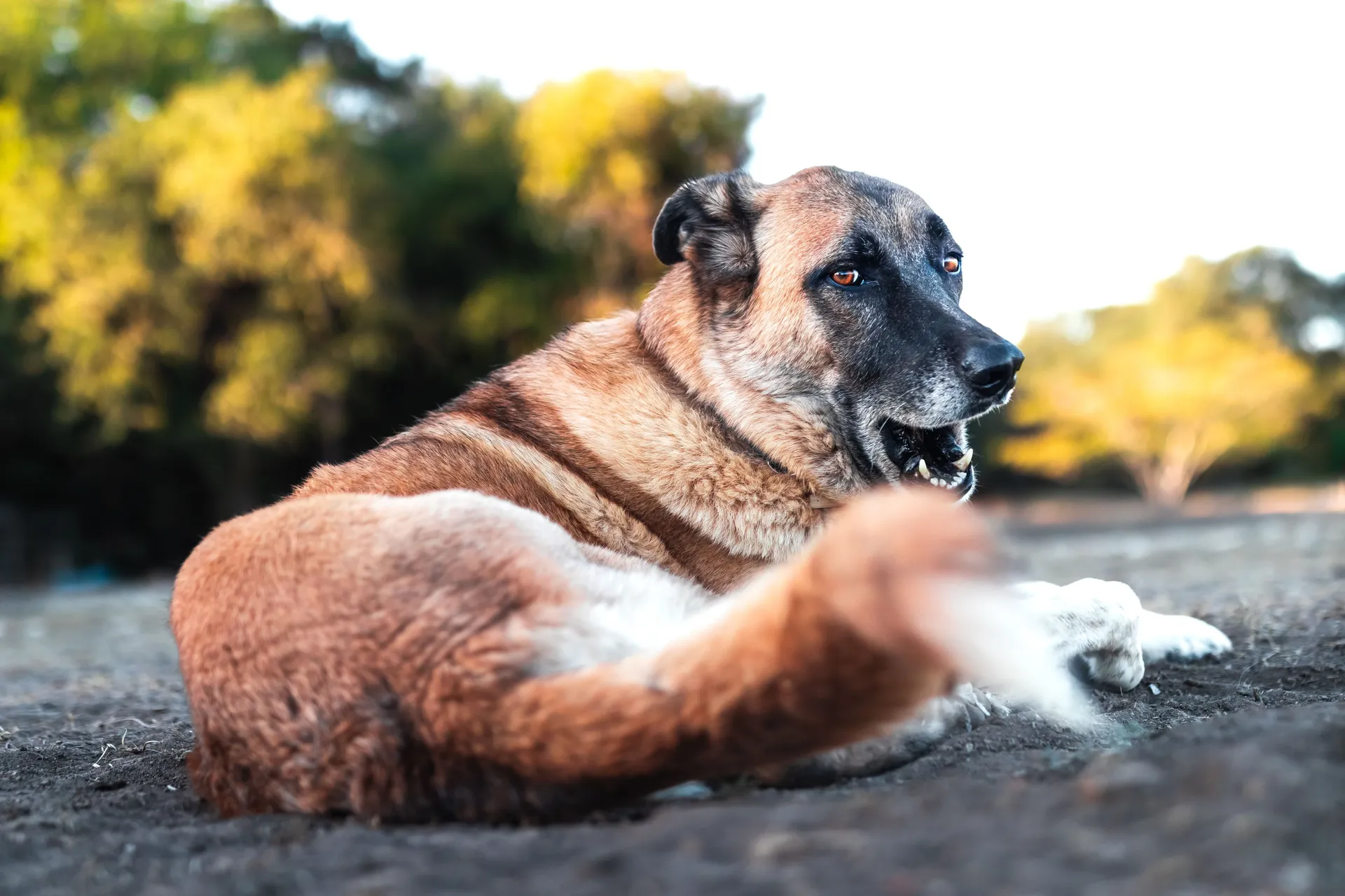 Breed image 1