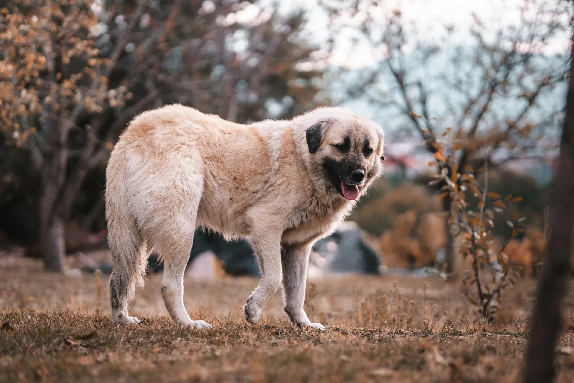 Breed image 3