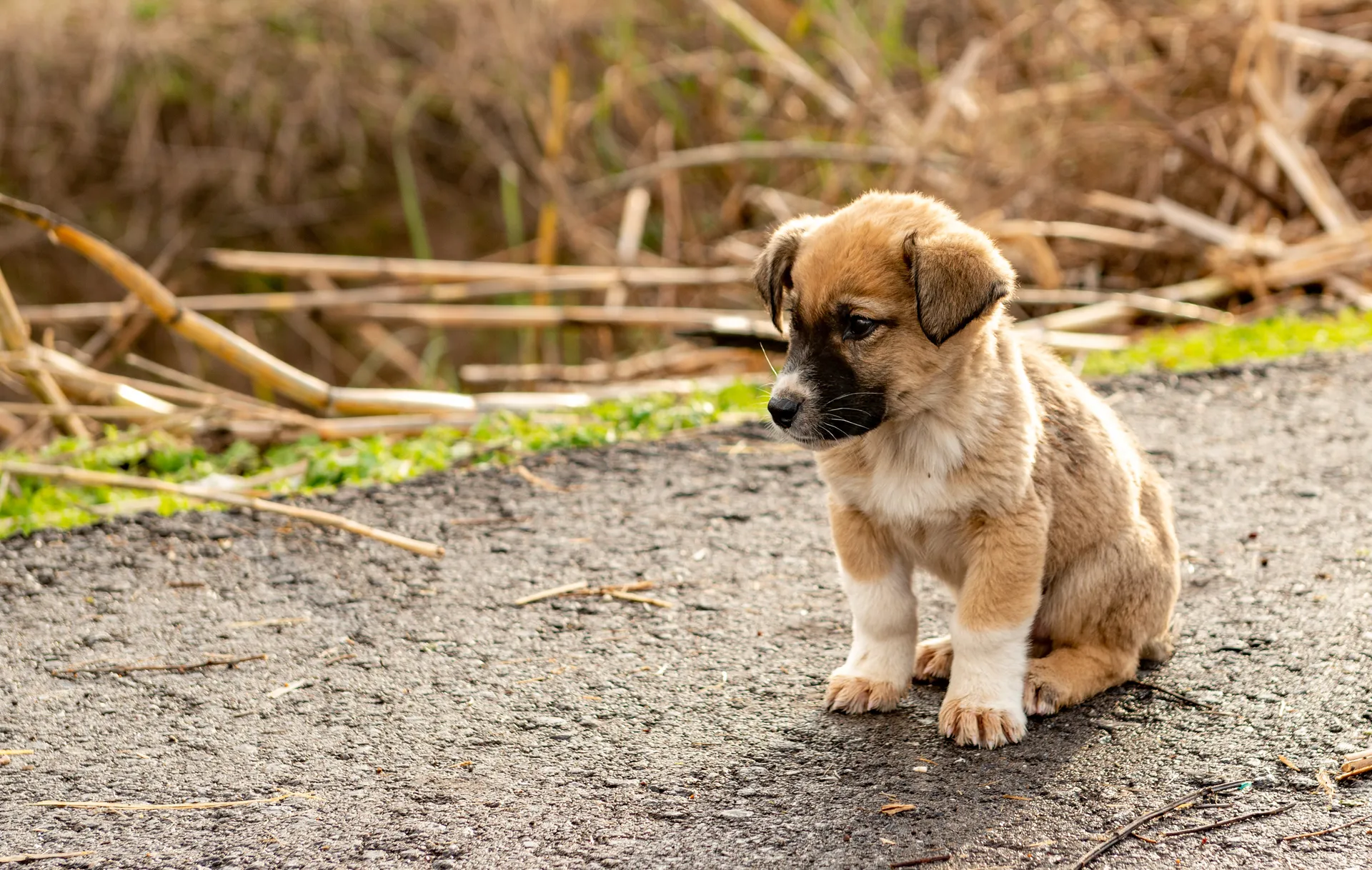 Breed image 4