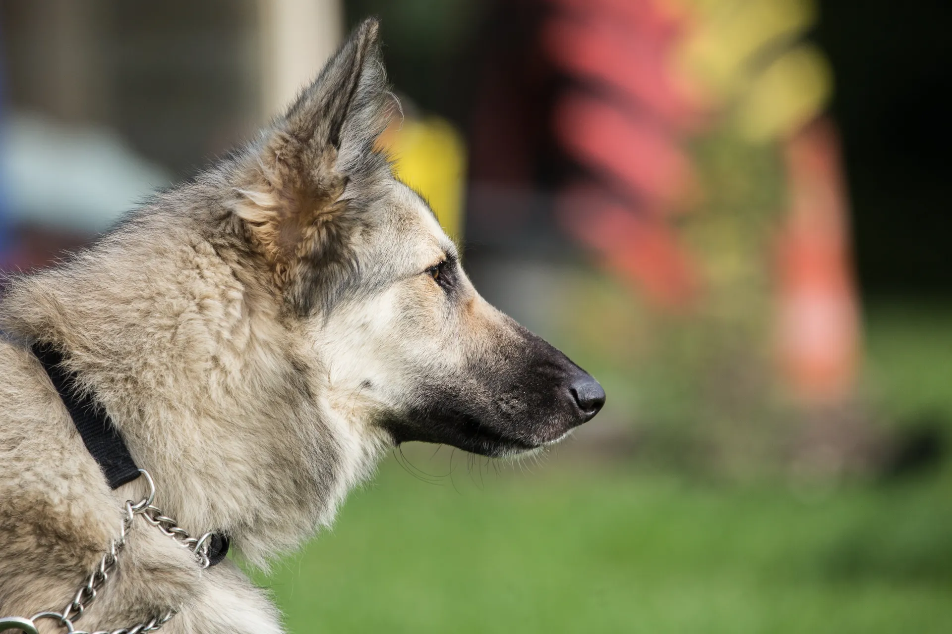 Breed image 5