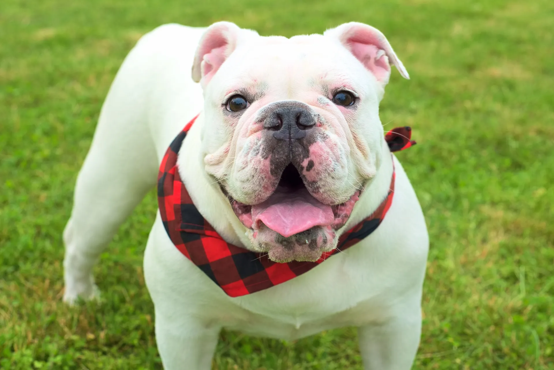 Breed image 1