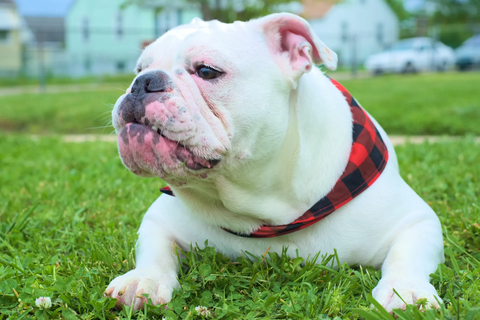 Breed image 2