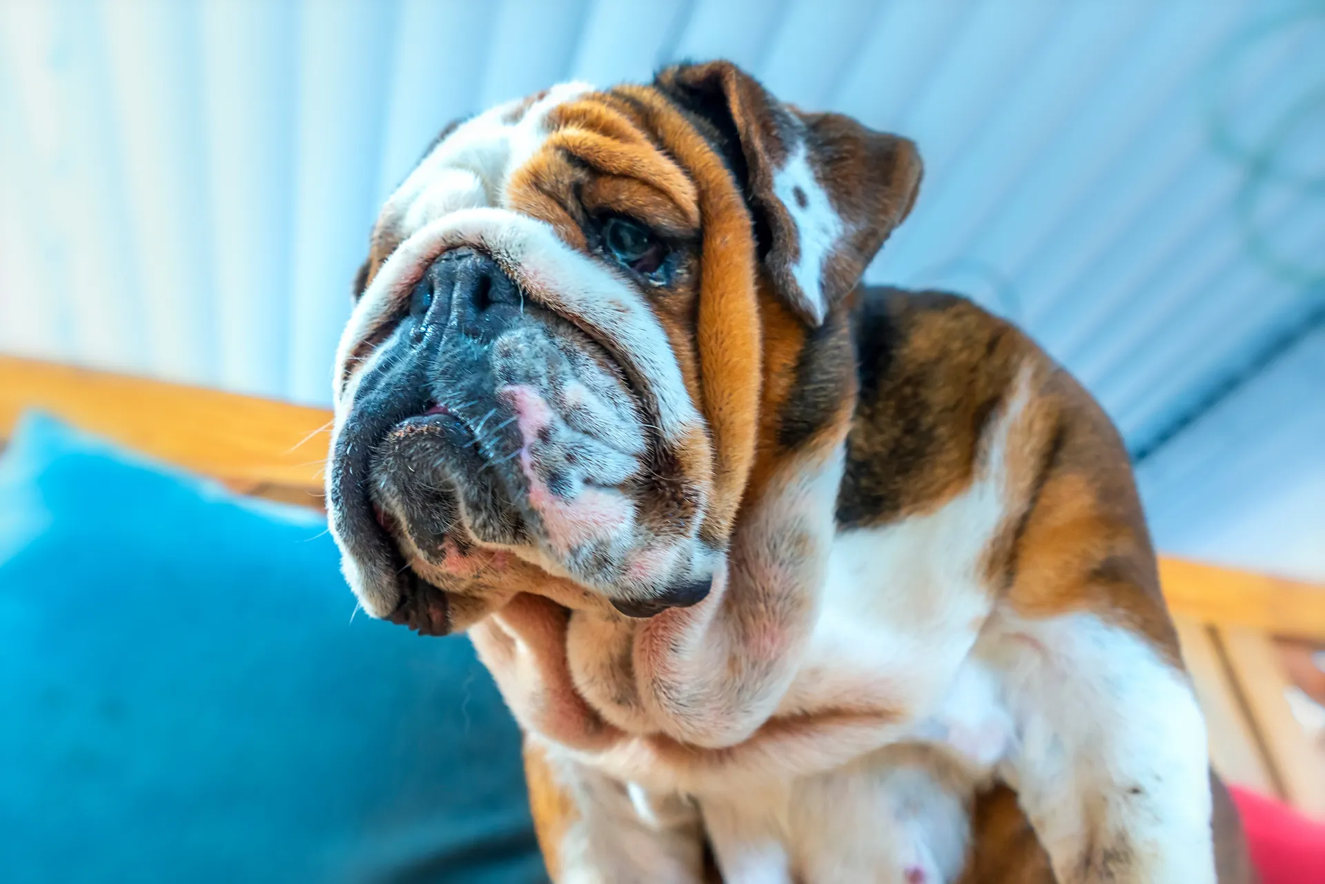 Breed image 4