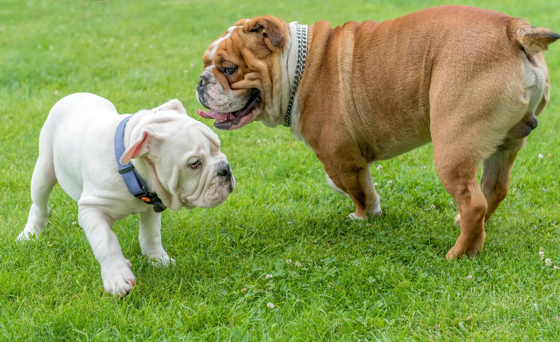 Breed image 5