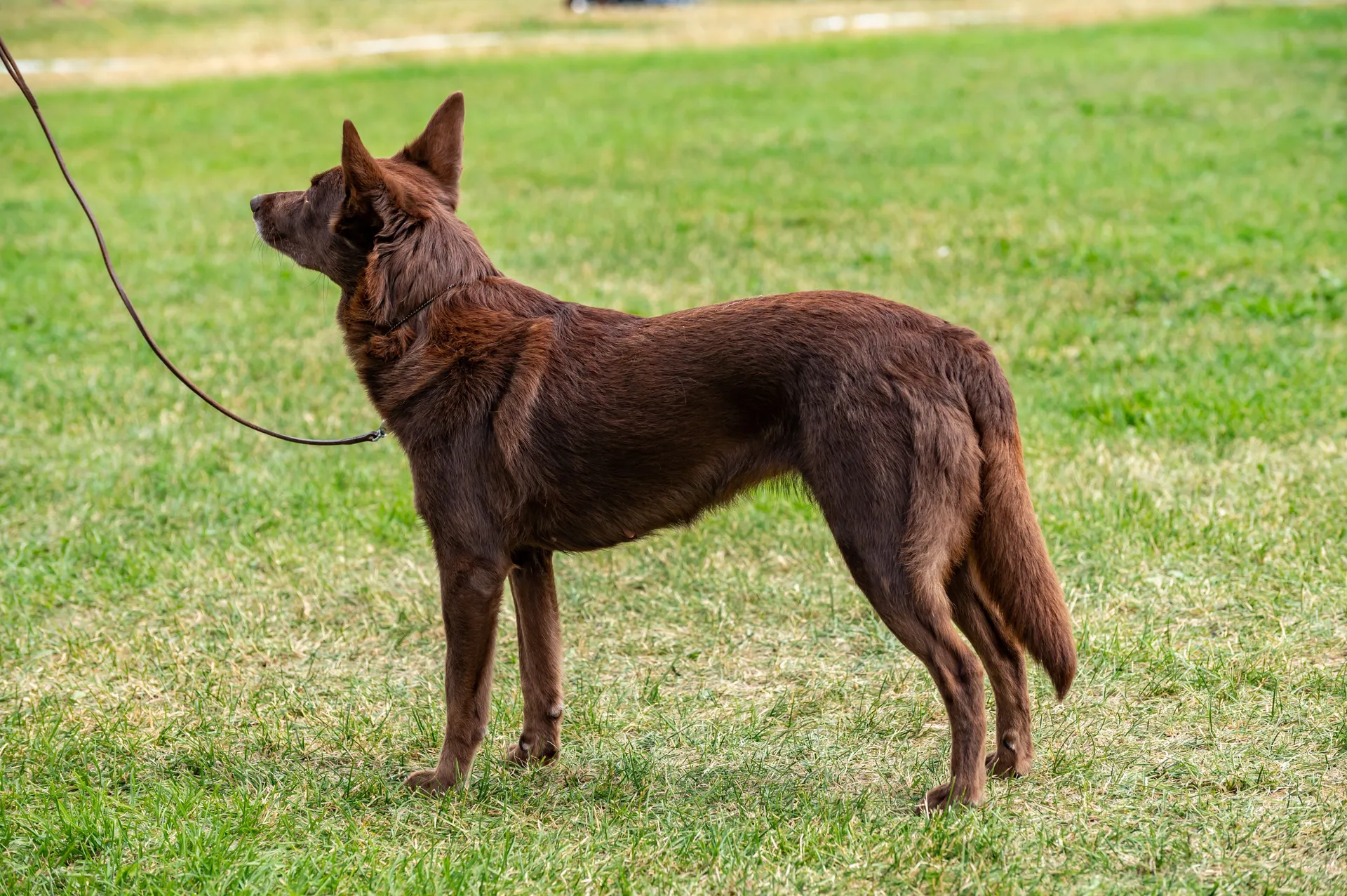Australian Kelpie
