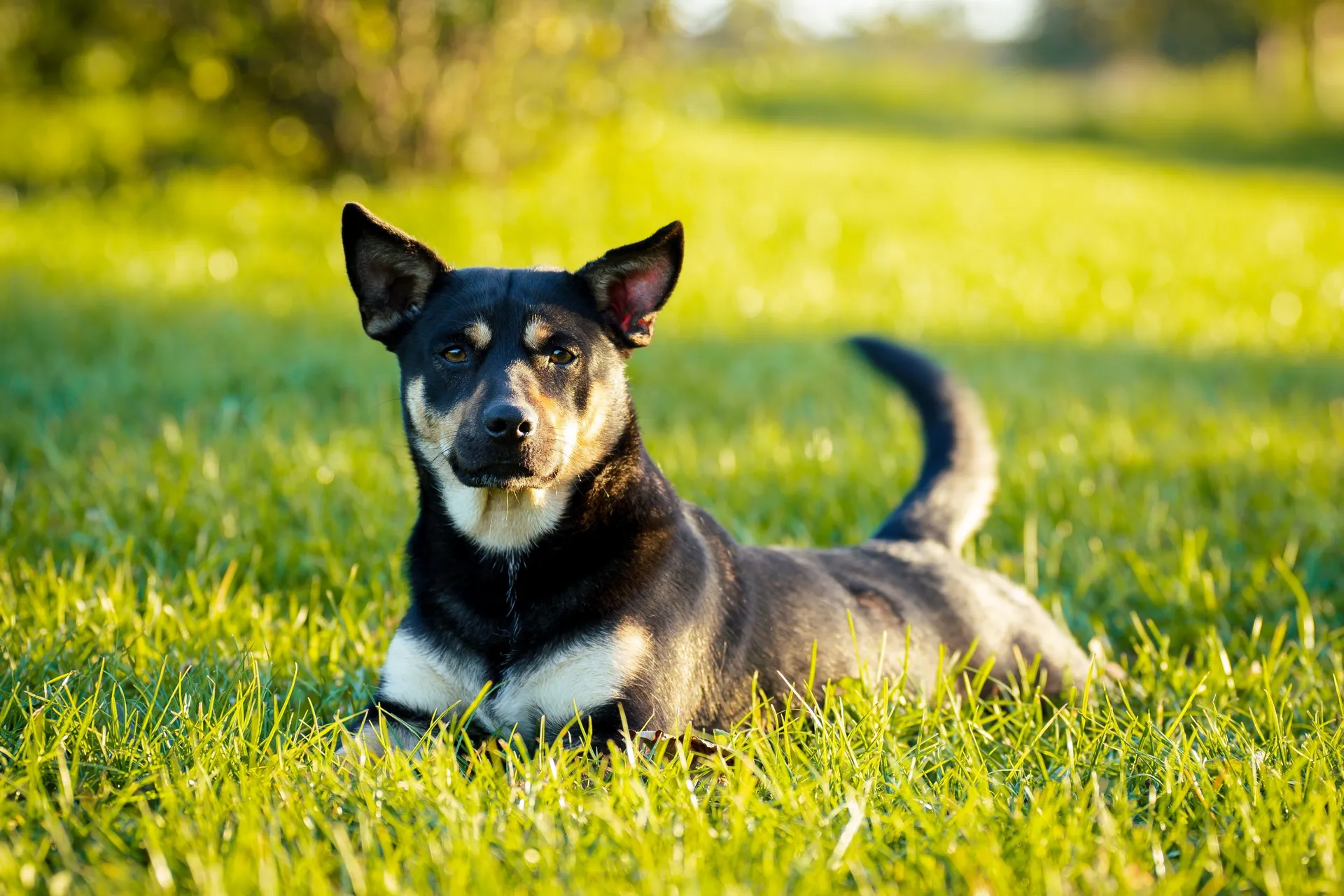 Breed image 2