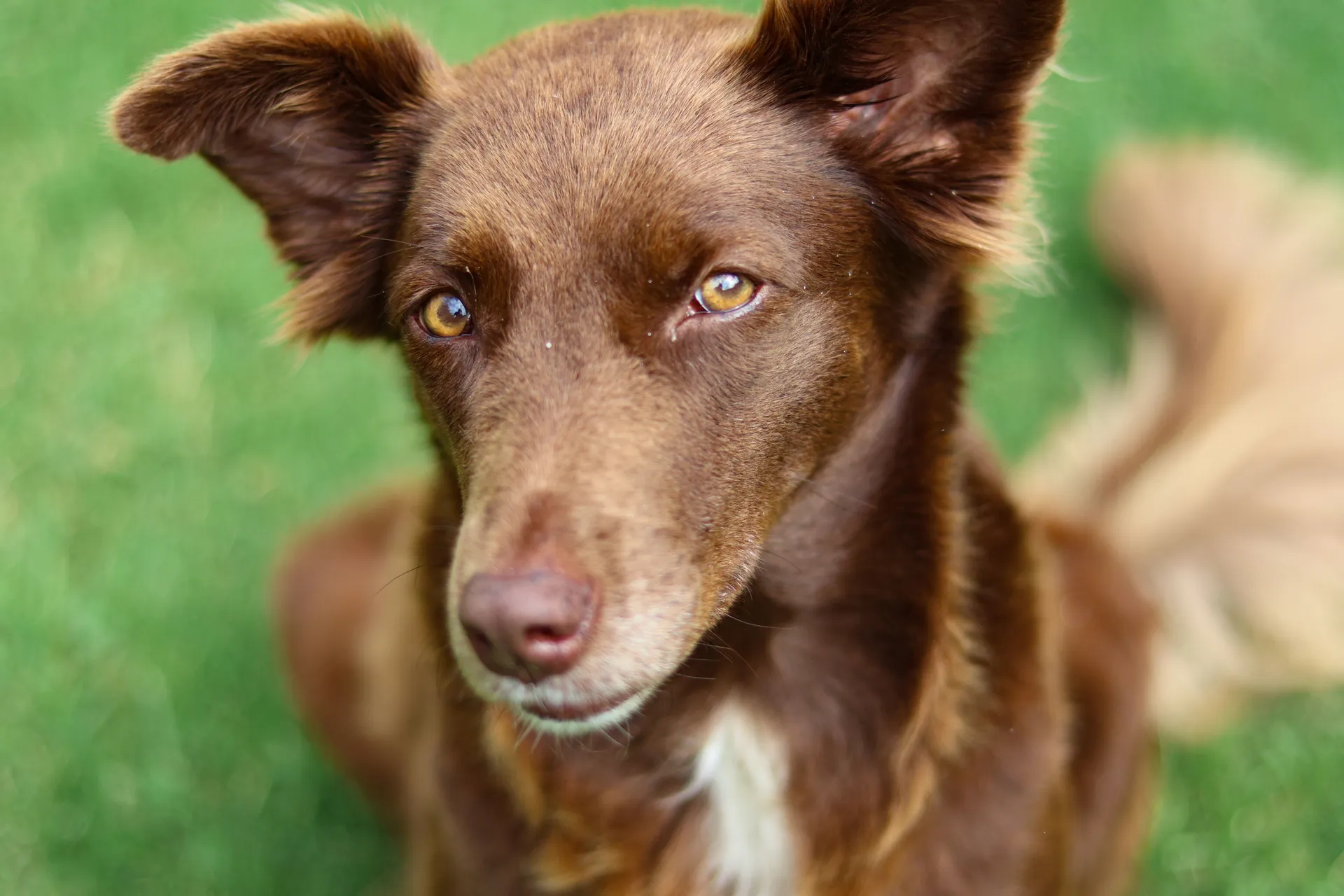 Breed image 4