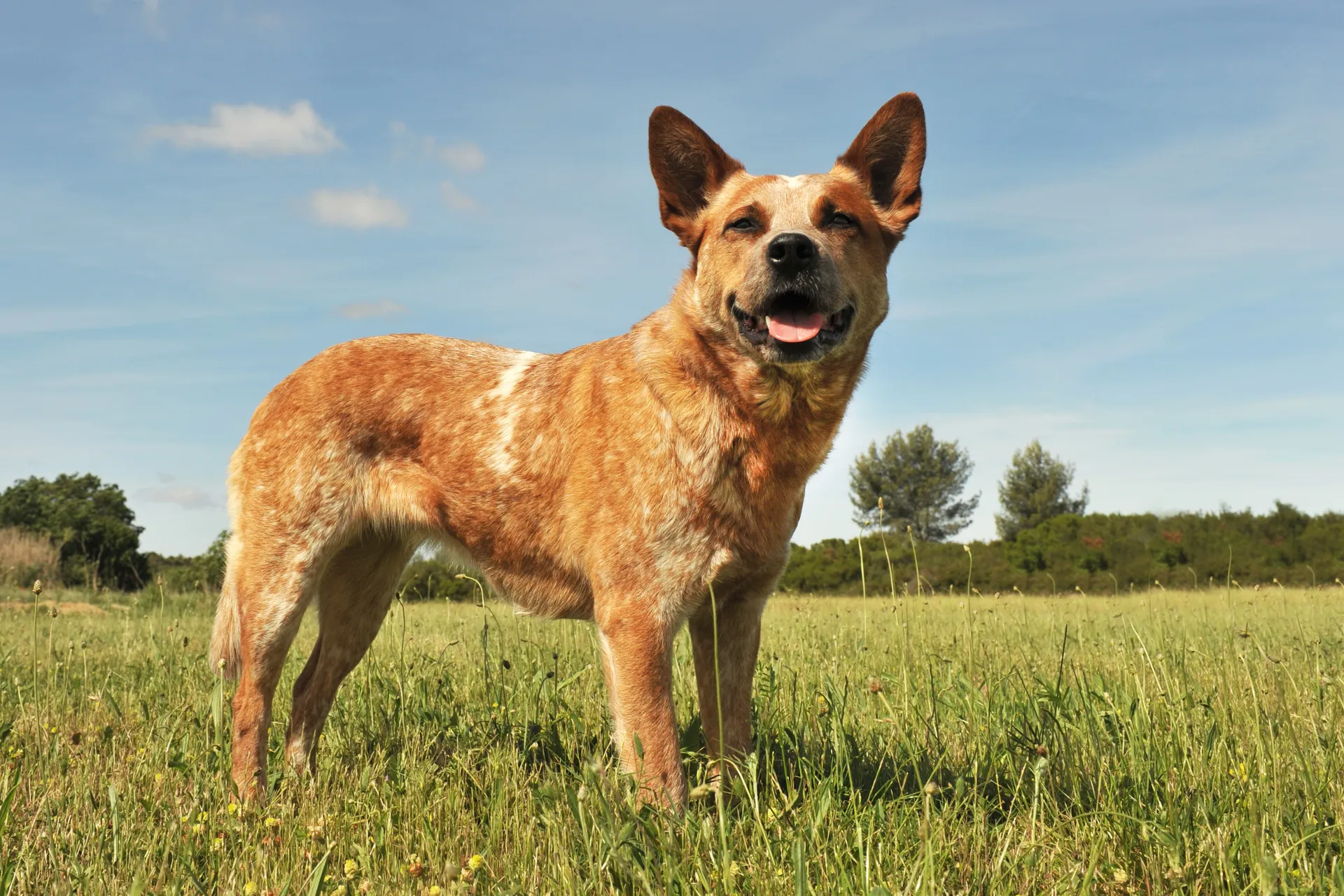Breed image 5