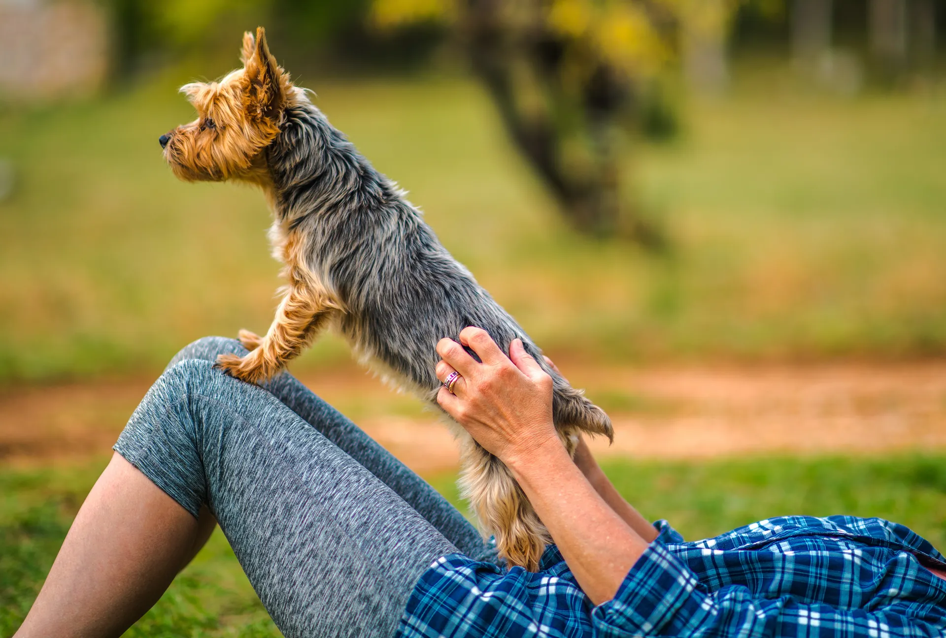 Australian Terrier
