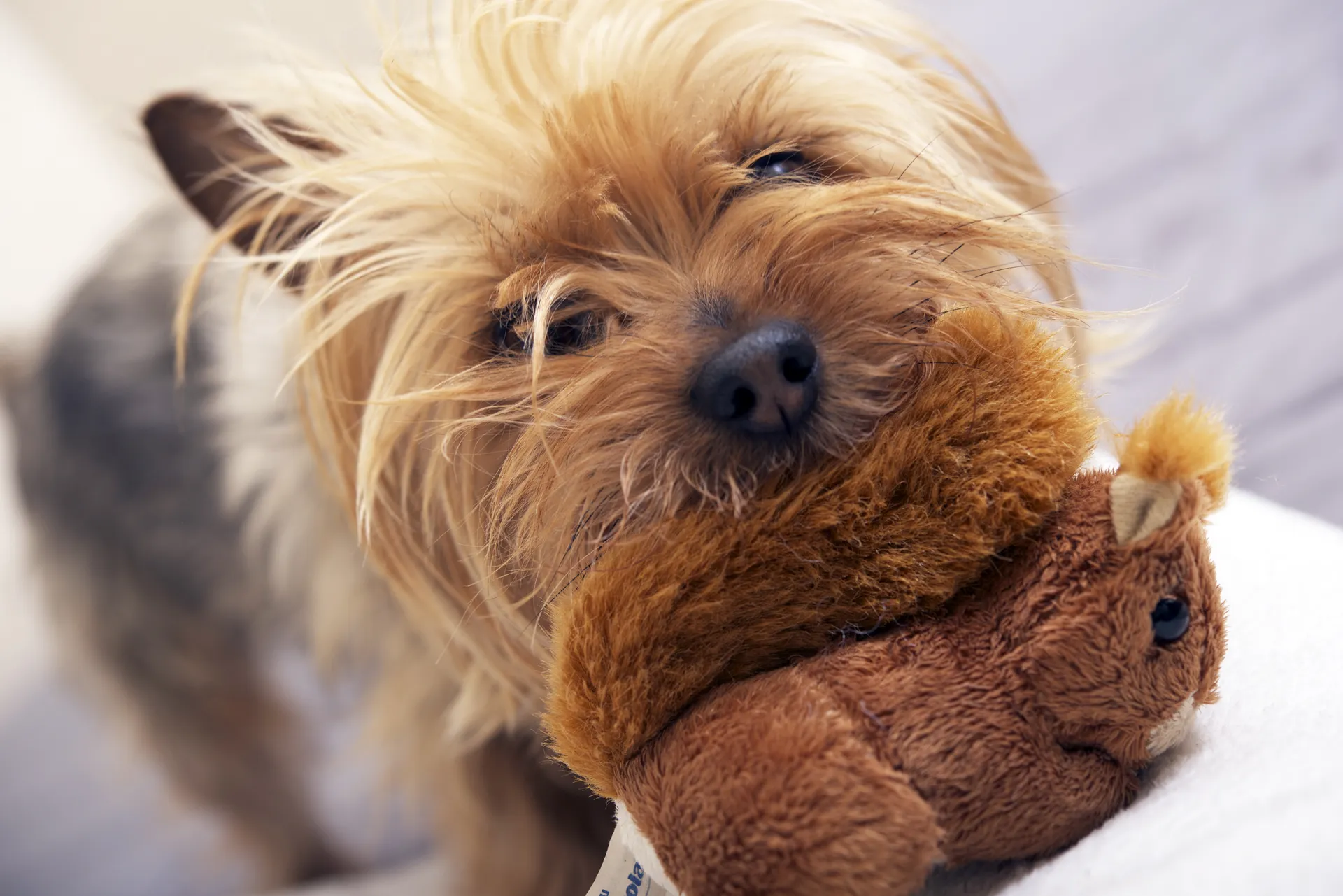Breed image 2