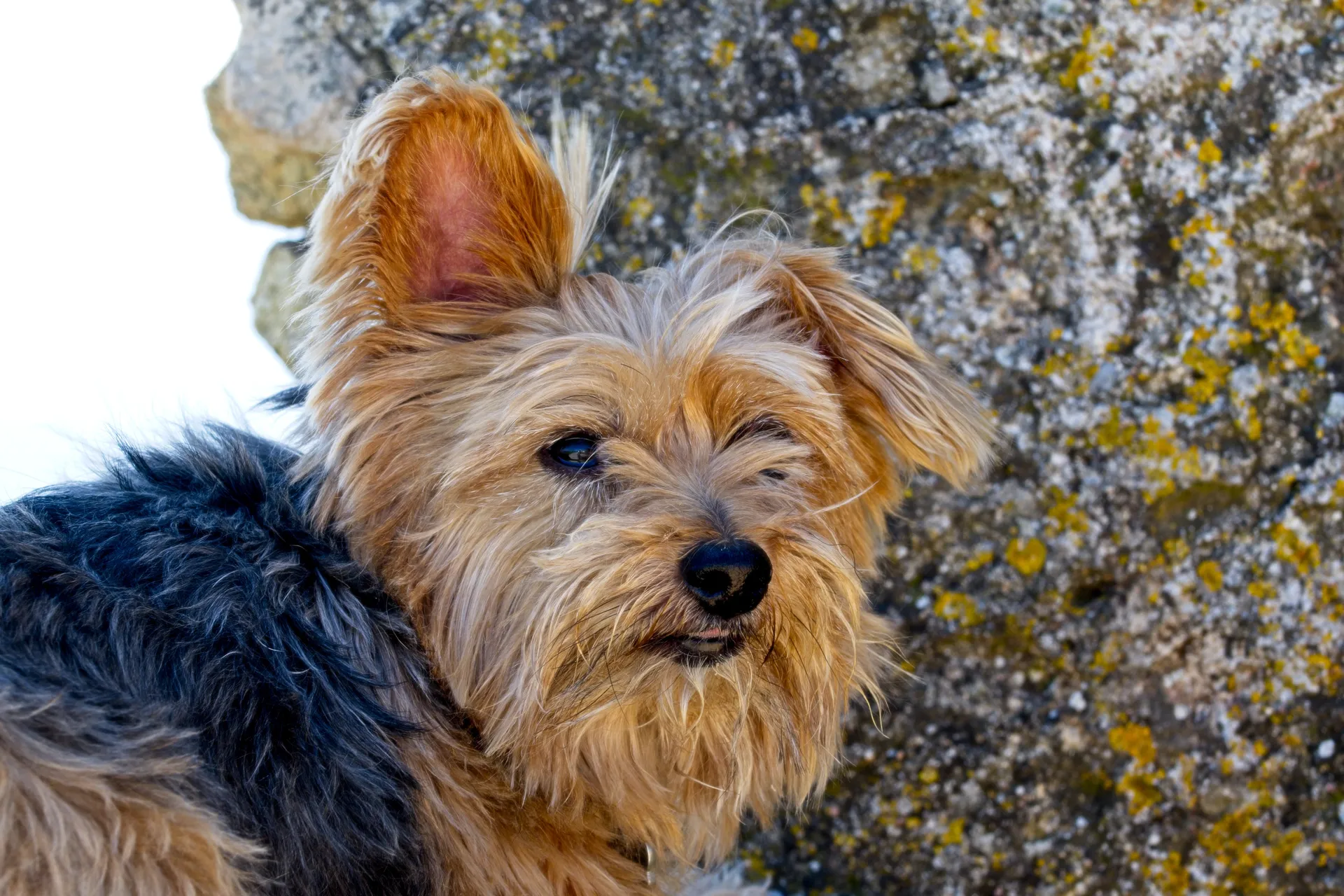 Breed image 3
