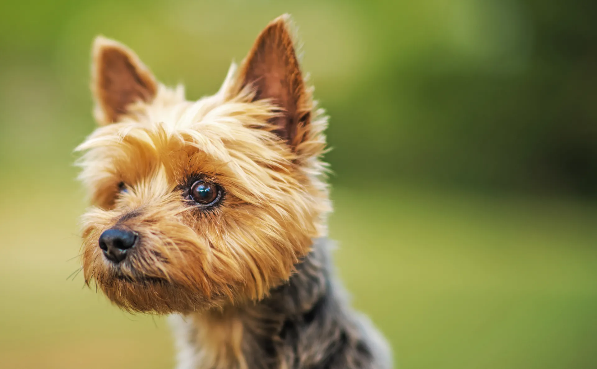 Breed image 4