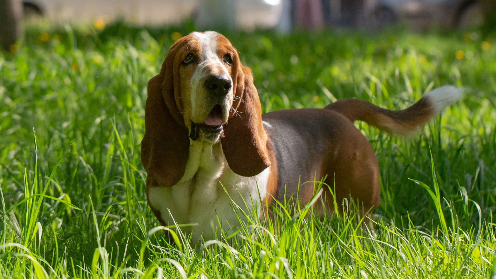 Breed image 1