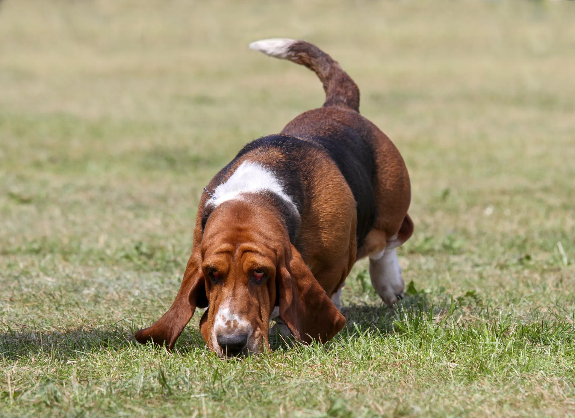 Breed image 4