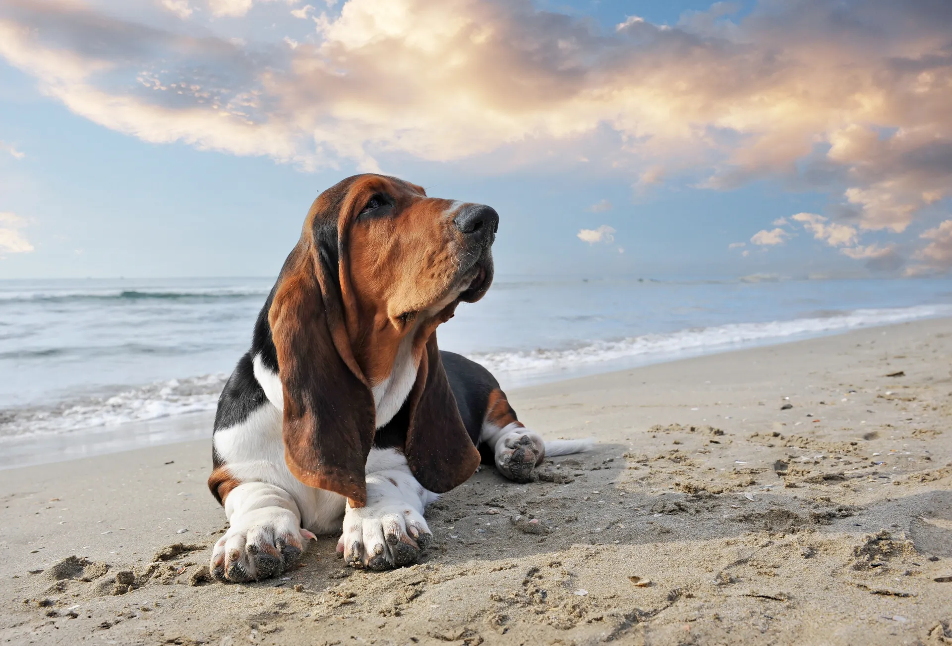 Breed image 5