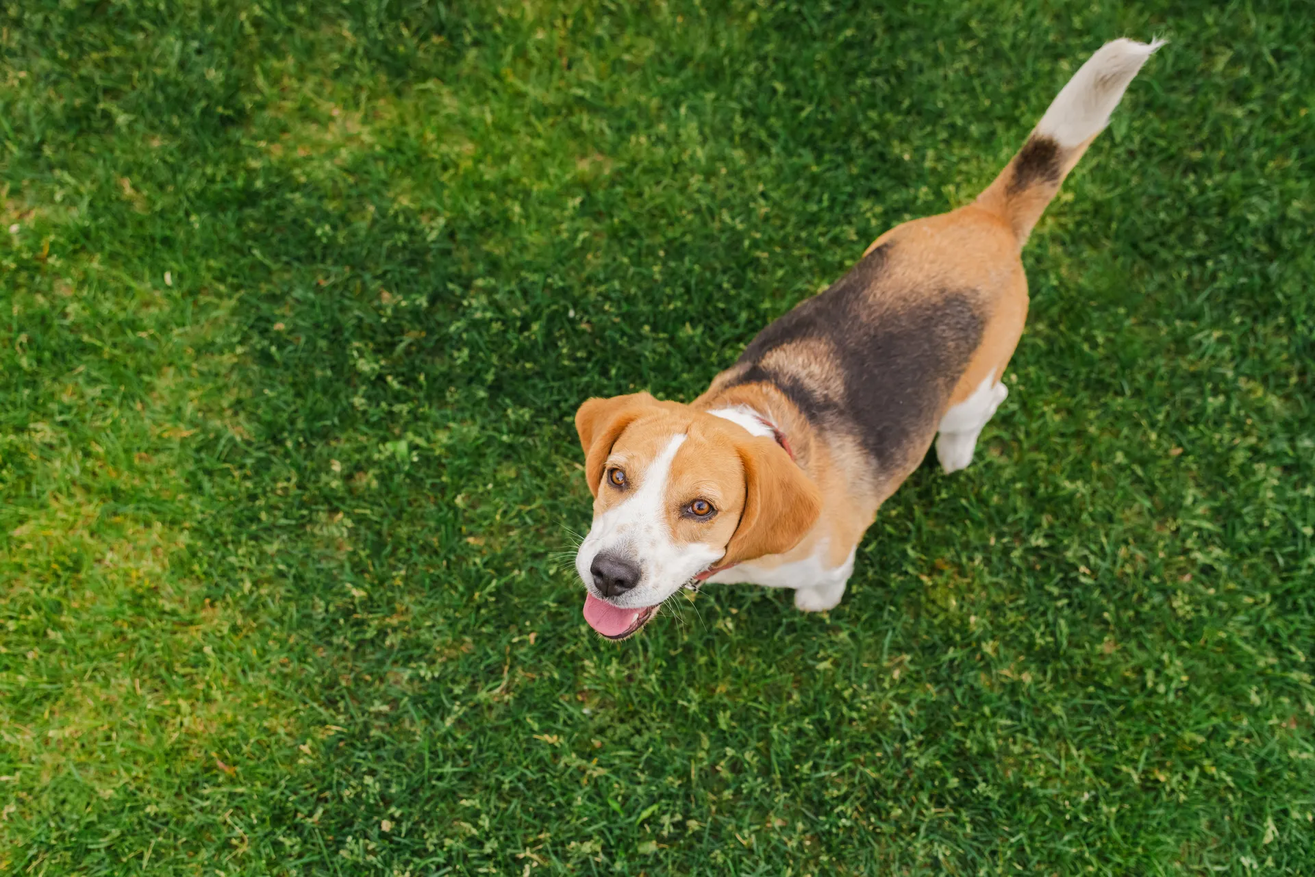 Beagle