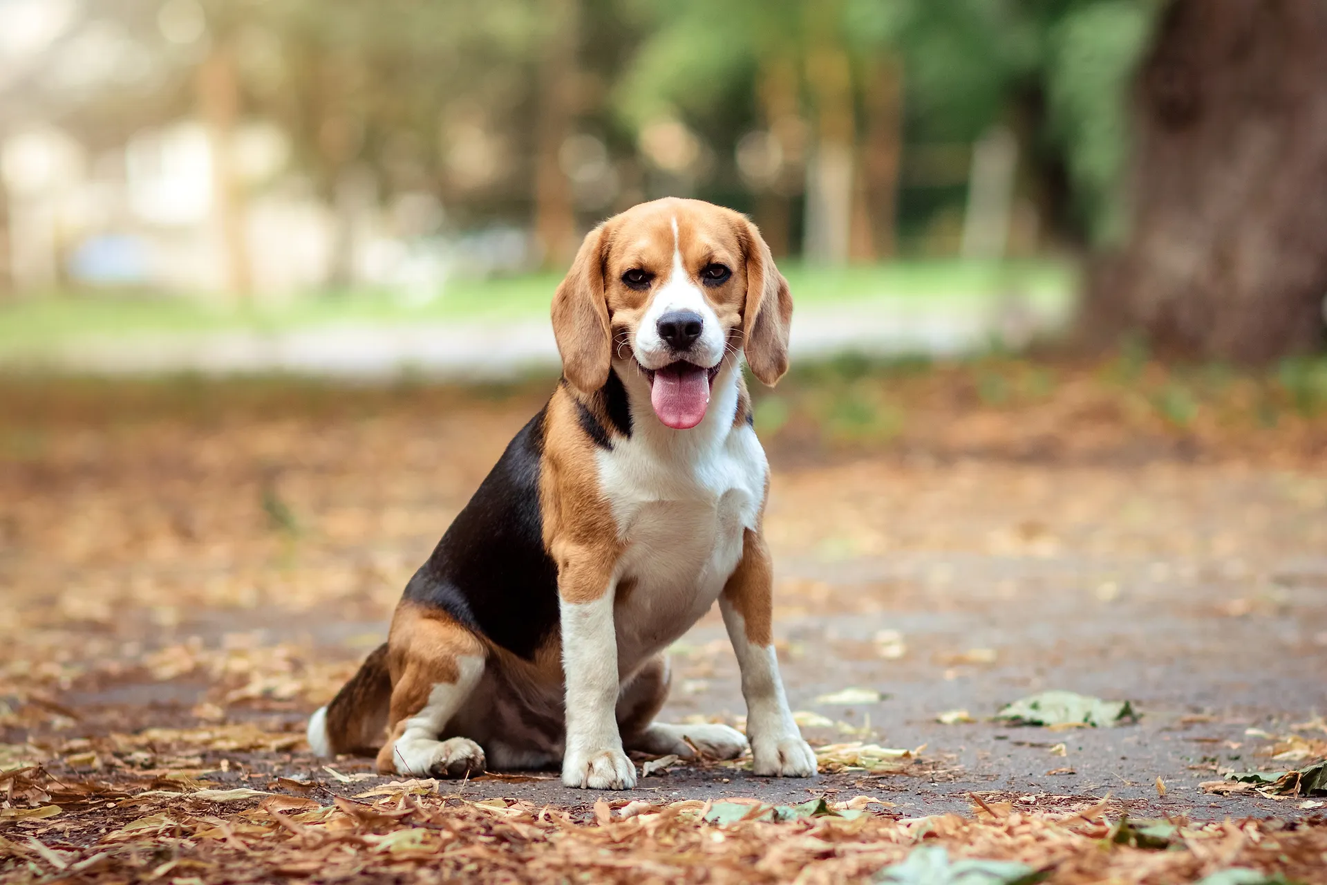 Breed image 2