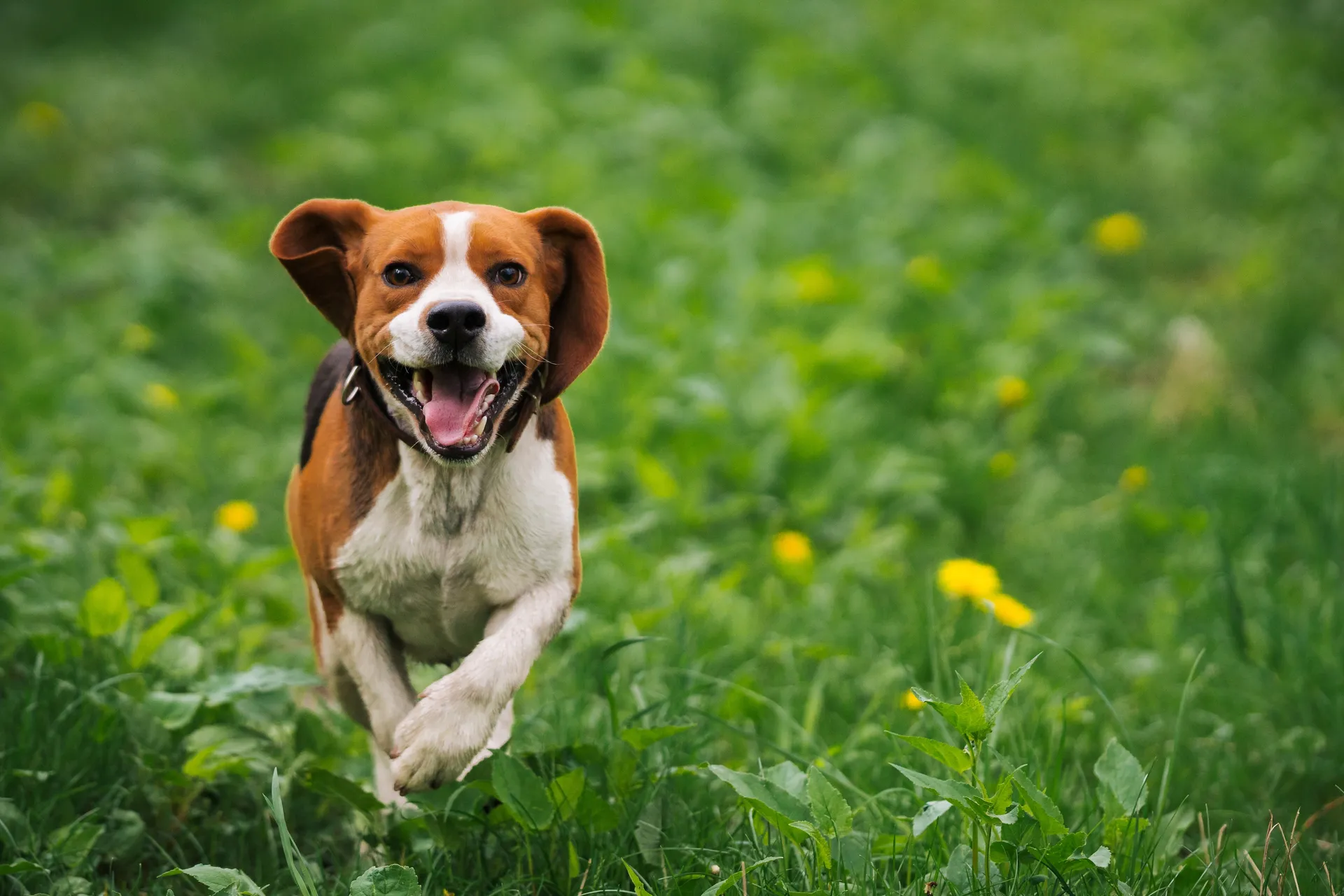Breed image 3